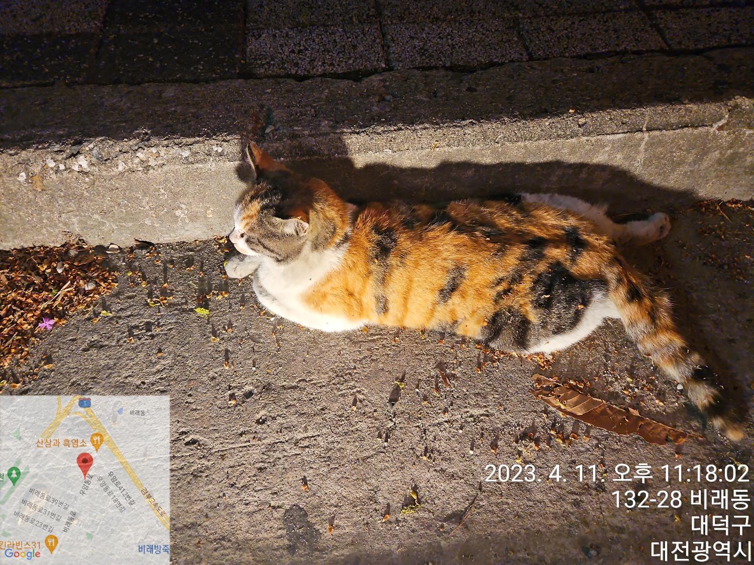 대전동물보호센터_430368202300059